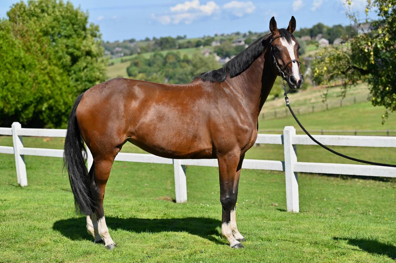 Yegua Zangersheide En venta 2021 Bayo por NIXON VAN 'T MEULENHOF