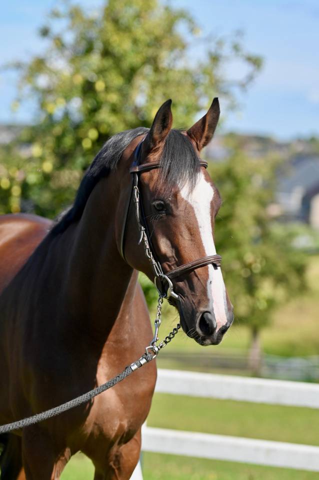 Yegua Zangersheide En venta 2021 Bayo por NIXON VAN 'T MEULENHOF