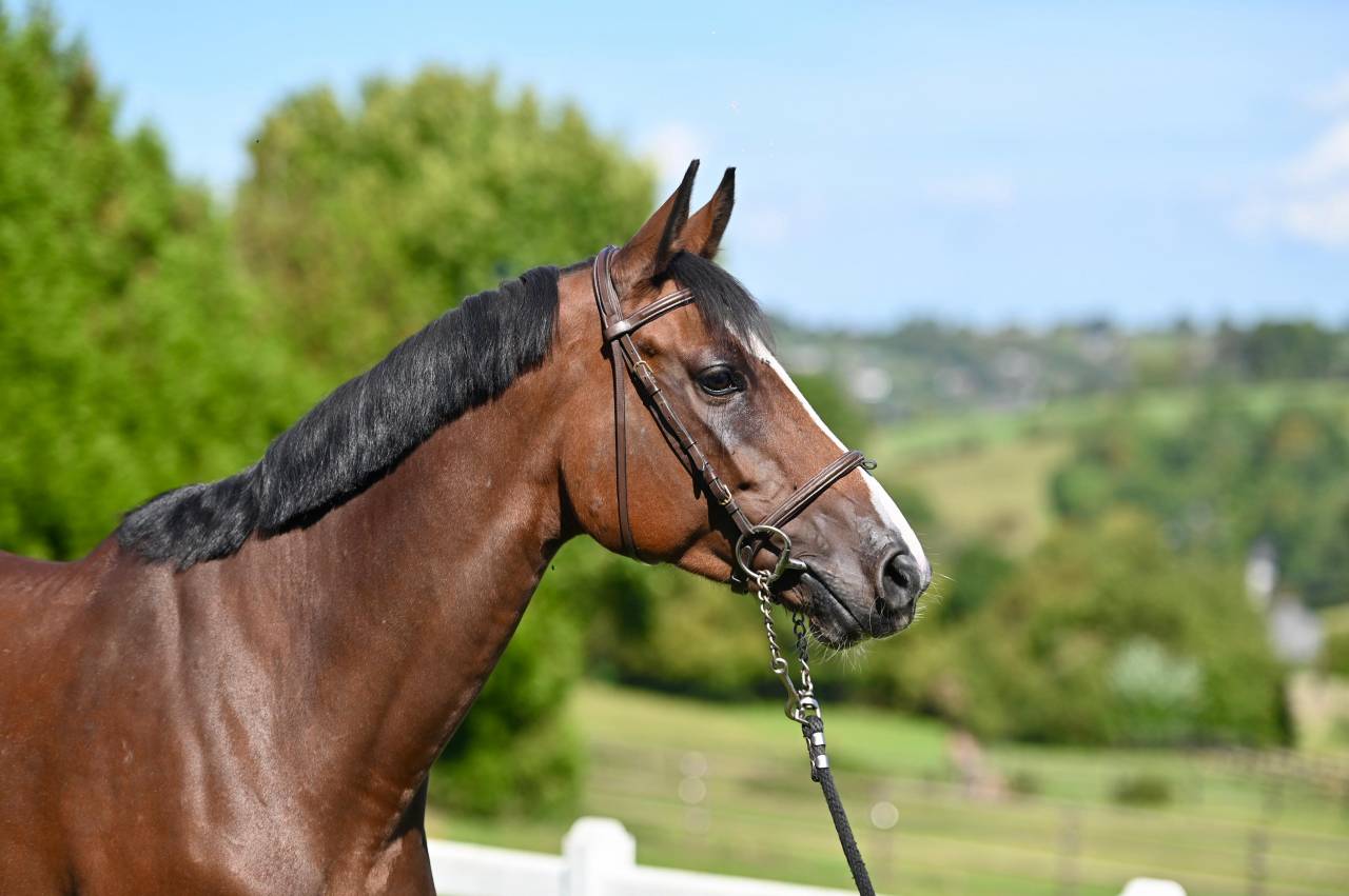 Yegua Zangersheide En venta 2021 Bayo por NIXON VAN 'T MEULENHOF