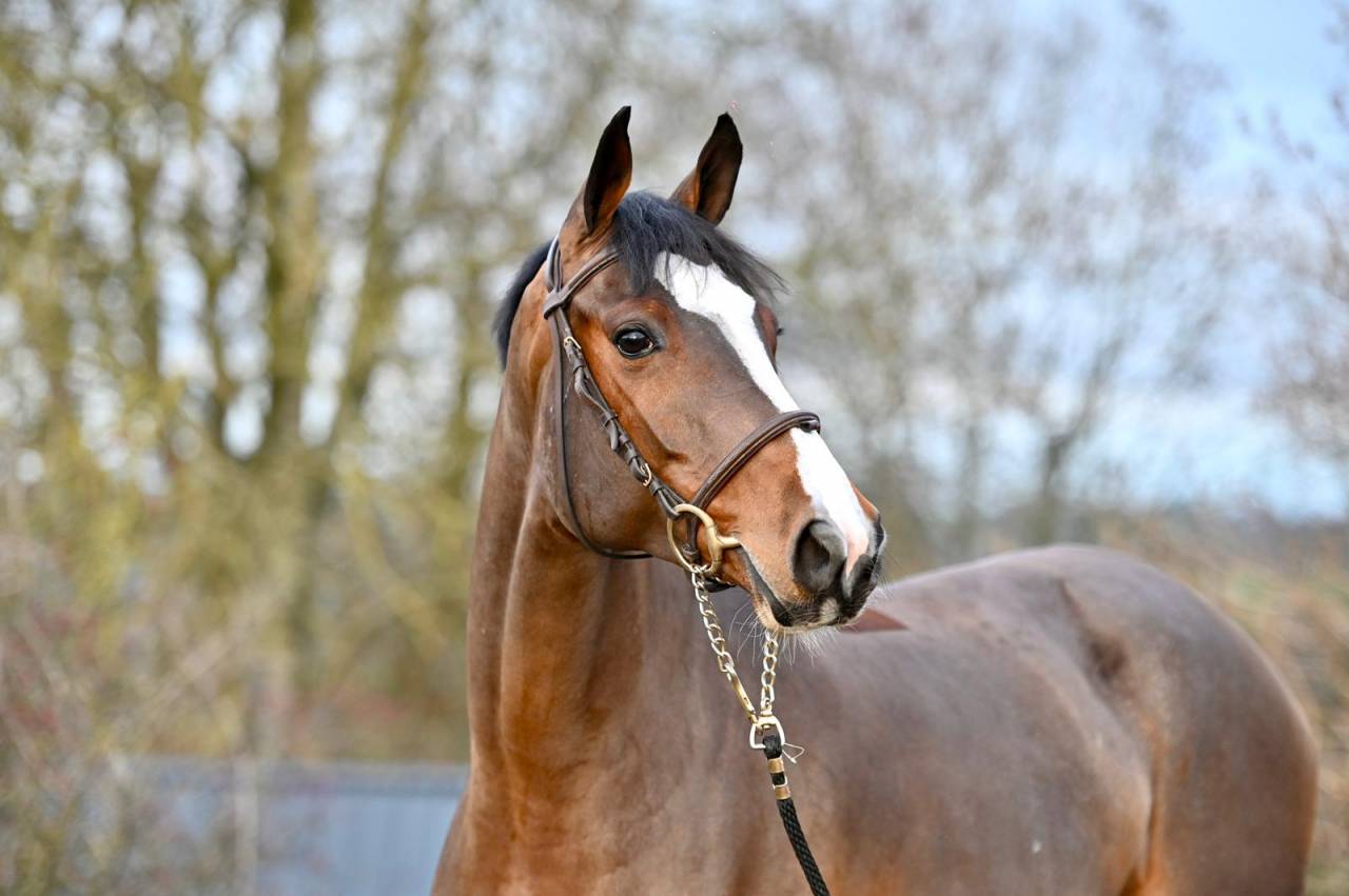 Yegua Zangersheide En venta 2021 Bayo por NIXON VAN 'T MEULENHOF