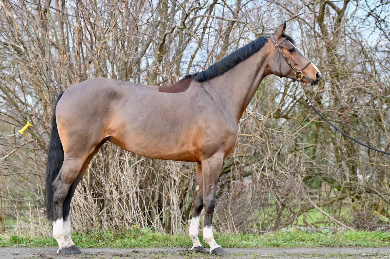 Yegua Zangersheide En venta 2021 Bayo por NIXON VAN 'T MEULENHOF