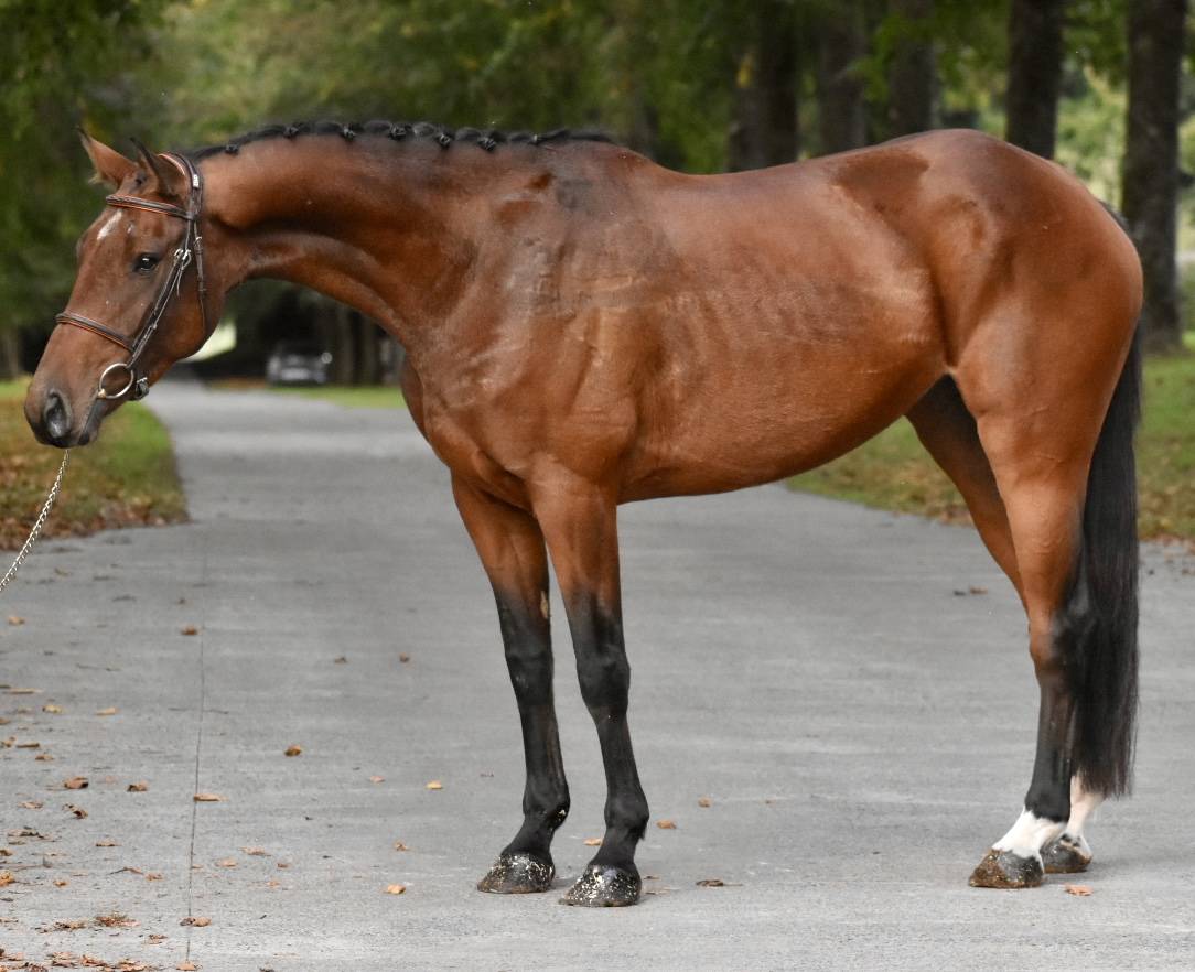 Yegua BWP Caballo de Sangre Belga En venta 2021 Bayo
