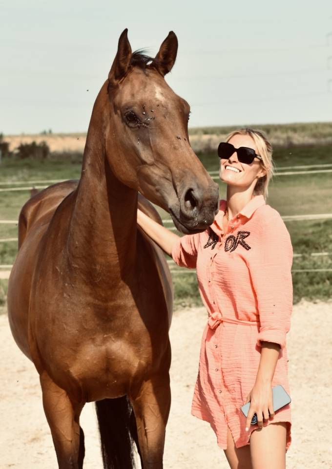 Yegua BWP Caballo de Sangre Belga En venta 2021 Bayo