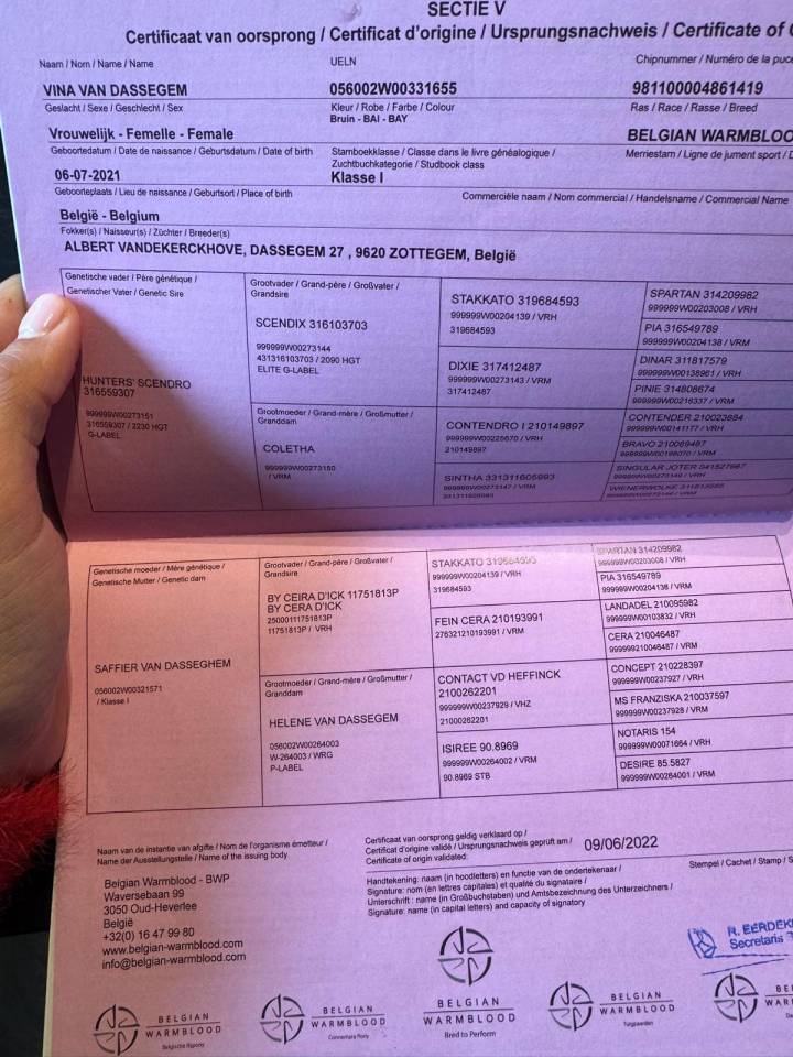 Yegua BWP Caballo de Sangre Belga En venta 2021 Bayo