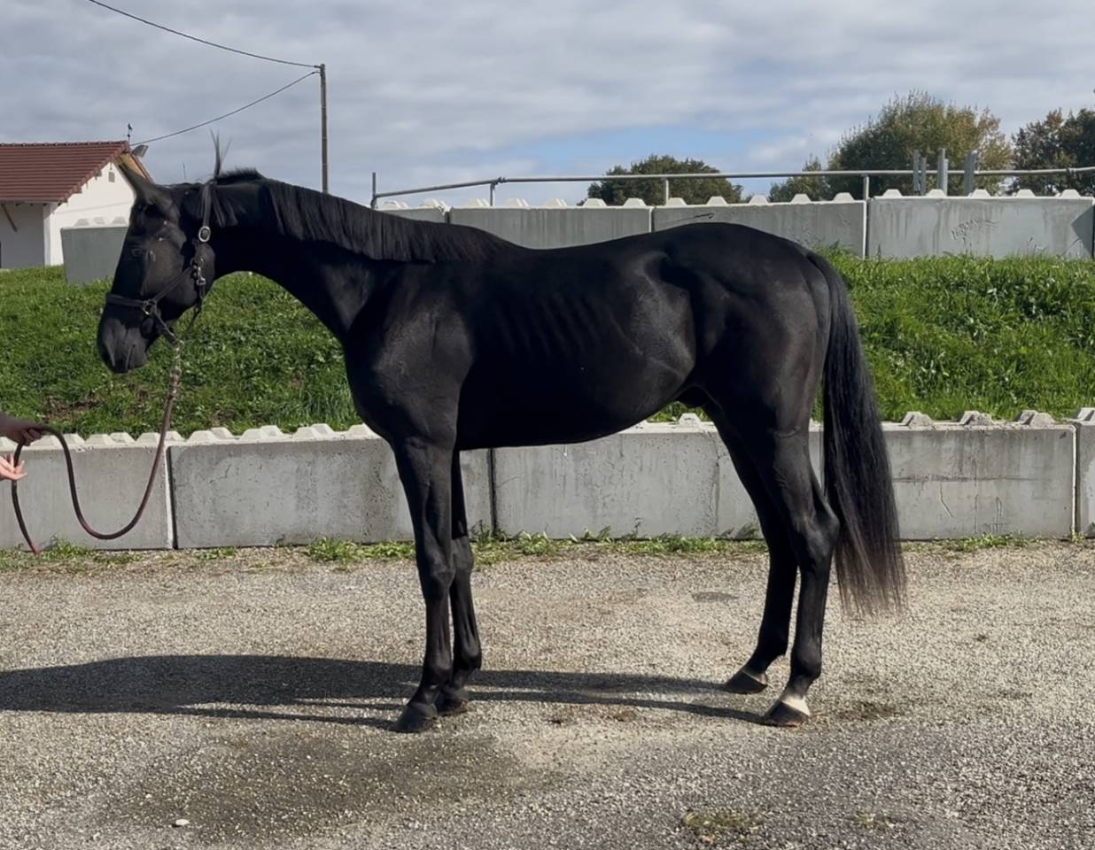 Caballo castrado KWPN Caballo de Deporte Neerlandés En venta 2023 Negro