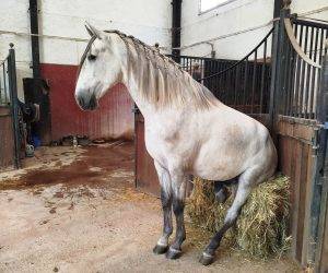 Caballo entero PRE Pura Raza Española En venta 2022 Tordo