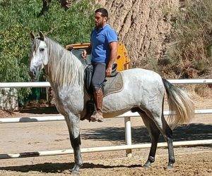 Caballo entero PRE Pura Raza Española En venta 2022 Tordo