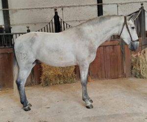 Caballo entero PRE Pura Raza Española En venta 2022 Tordo