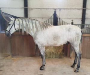 Caballo entero PRE Pura Raza Española En venta 2022 Tordo