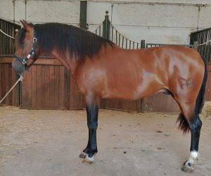 Caballo entero PRE Pura Raza Española En venta 2022 Bayo