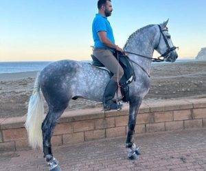 Caballo castrado PRE Pura Raza Española En venta 2021 Tordo