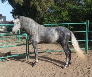 Caballo castrado PRE Pura Raza Española En venta 2021 Tordo