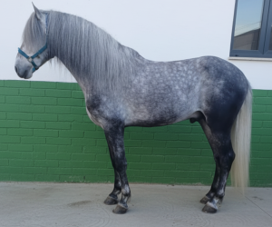 Caballo castrado PRE Pura Raza Española En venta 2021 Tordo