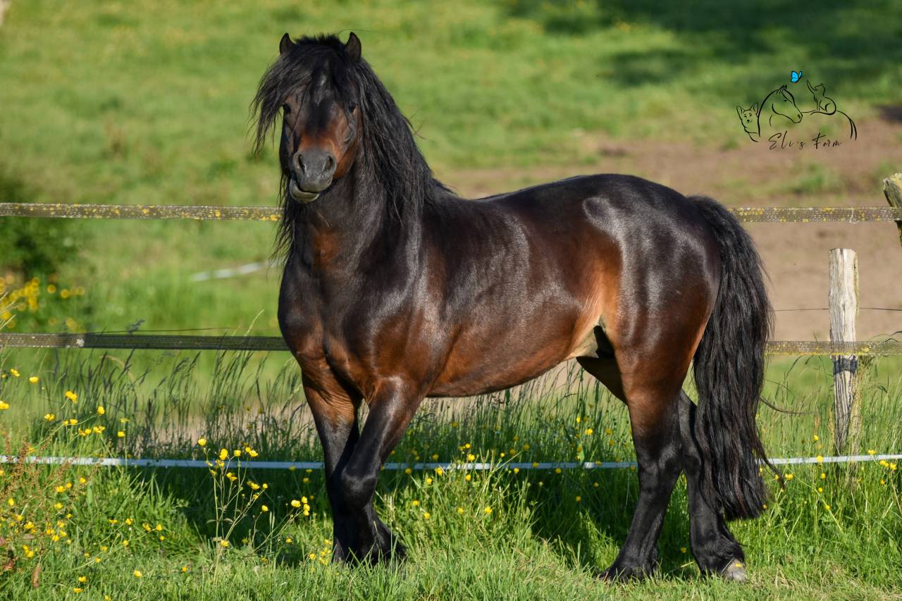 GIDEON DE LA MALLE - Dartmoor 2016 por Shilstone Rocks RIGADOON (GB)