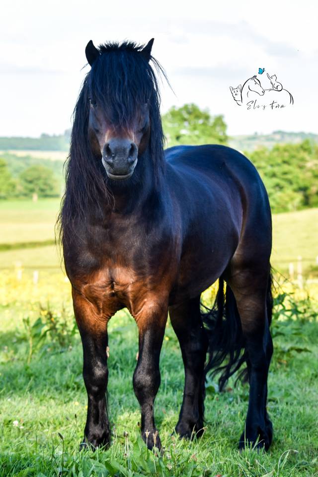 GIDEON DE LA MALLE - Dartmoor 2016 por Shilstone Rocks RIGADOON (GB)