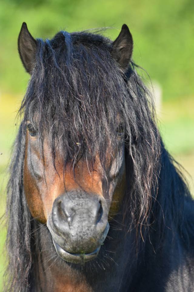 GIDEON DE LA MALLE - Dartmoor 2016 por Shilstone Rocks RIGADOON (GB)