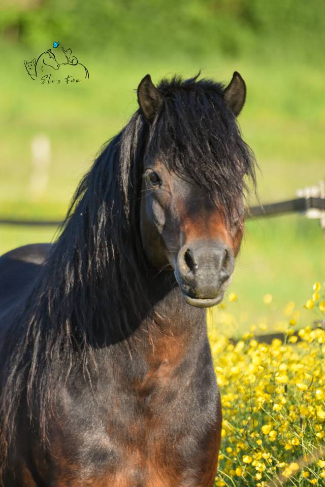 GIDEON DE LA MALLE - Dartmoor 2016 por Shilstone Rocks RIGADOON (GB)