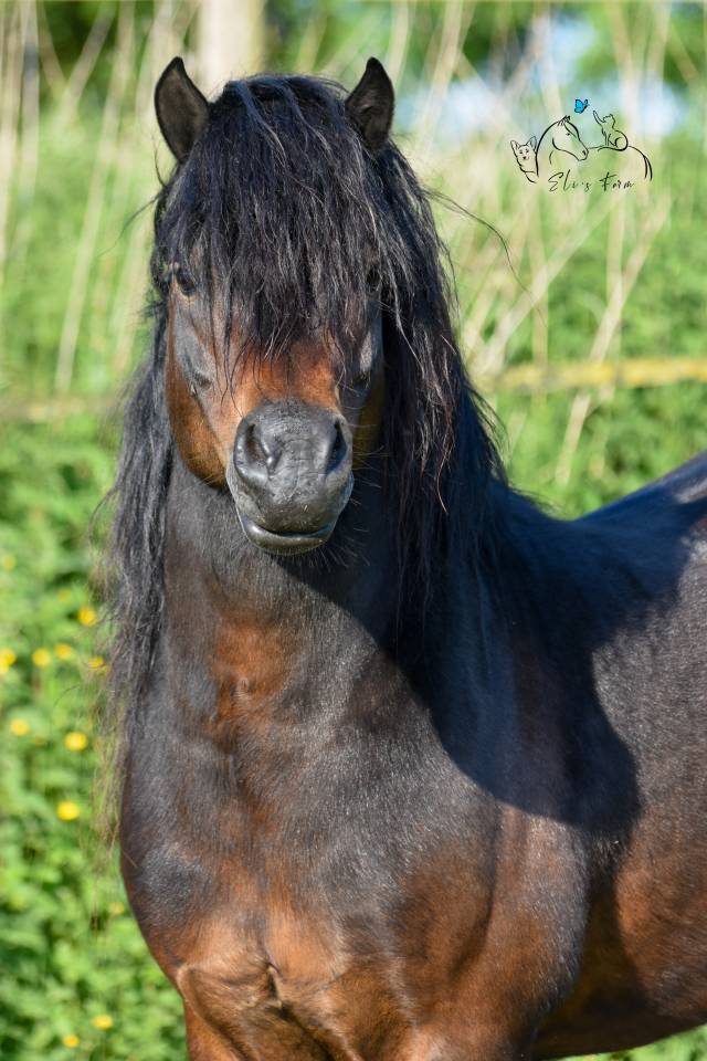 GIDEON DE LA MALLE - Dartmoor 2016 por Shilstone Rocks RIGADOON (GB)