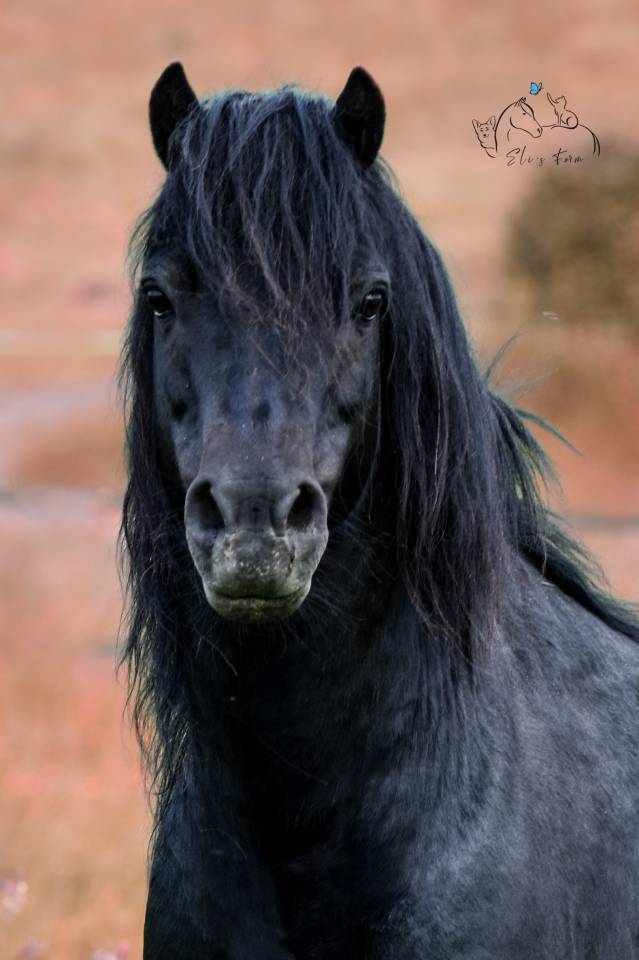 SHILSTONE ROCKS THUNDERHEAD 2 - Dartmoor 2006 por SR ATLANTIC GALE