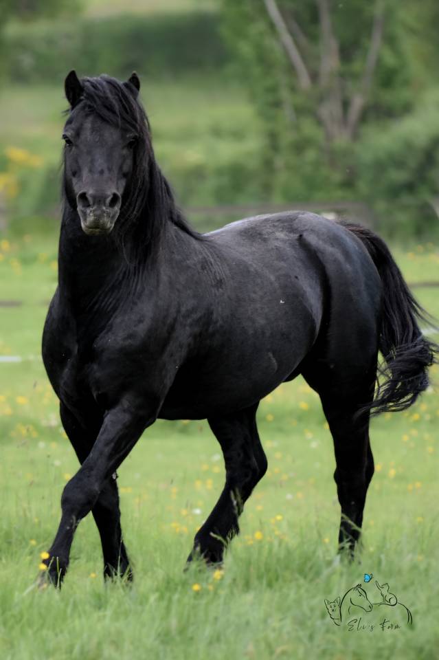 SHILSTONE ROCKS THUNDERHEAD 2 - Dartmoor 2006 por SR ATLANTIC GALE