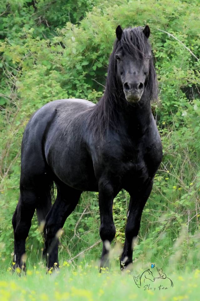 SHILSTONE ROCKS THUNDERHEAD 2 - Dartmoor 2006 por SR ATLANTIC GALE