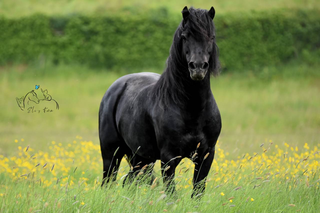 SHILSTONE ROCKS THUNDERHEAD 2 - Dartmoor 2006 por SR ATLANTIC GALE