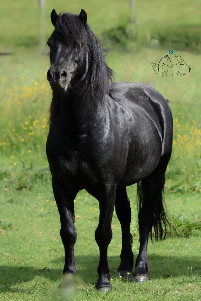 SHILSTONE ROCKS THUNDERHEAD 2 - Dartmoor 2006 por SR ATLANTIC GALE