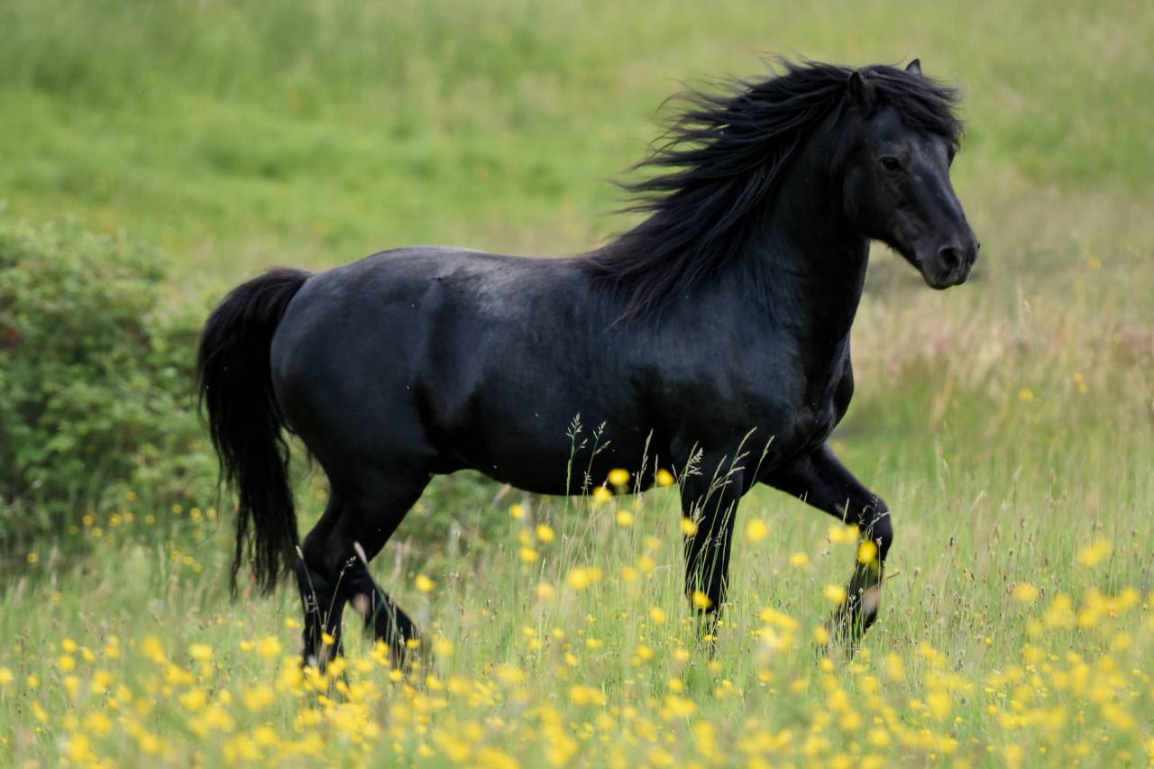 SHILSTONE ROCKS THUNDERHEAD 2 - Dartmoor 2006 por SR ATLANTIC GALE