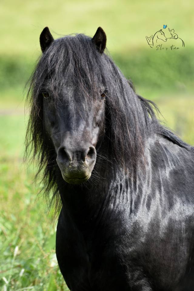 SHILSTONE ROCKS THUNDERHEAD 2 - Dartmoor 2006 por SR ATLANTIC GALE