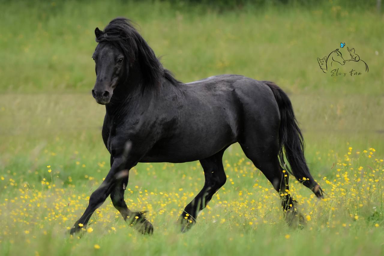 SHILSTONE ROCKS THUNDERHEAD 2 - Dartmoor 2006 por SR ATLANTIC GALE