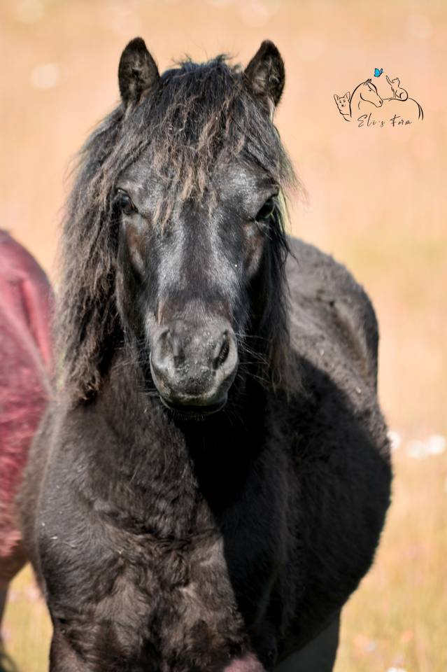 Caballo castrado Dartmoor En venta 2024 Negro por Shilstone Rocks Thunderhead