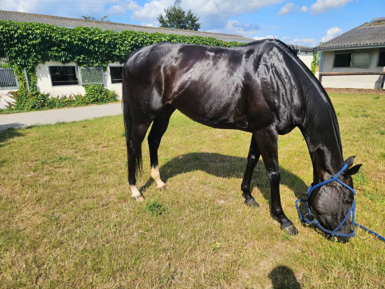 Potranca Pura Sangre En venta 2016 Bayo moreno