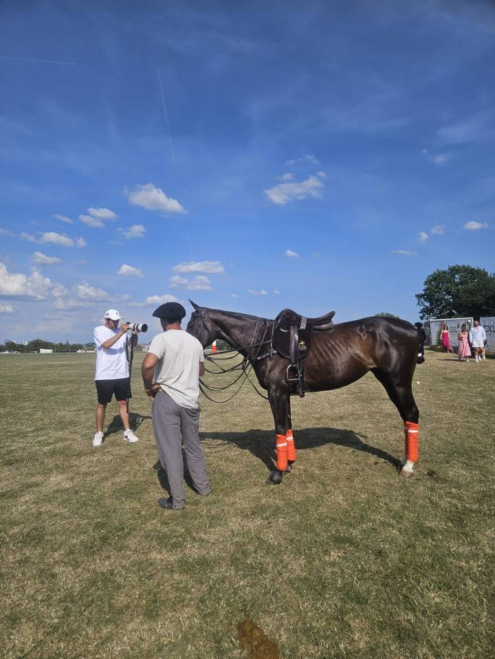 Potranca Pura Sangre En venta 2016 Bayo moreno