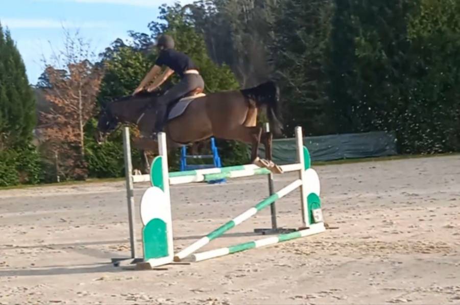 Potra de salto espectacular de 5 años 