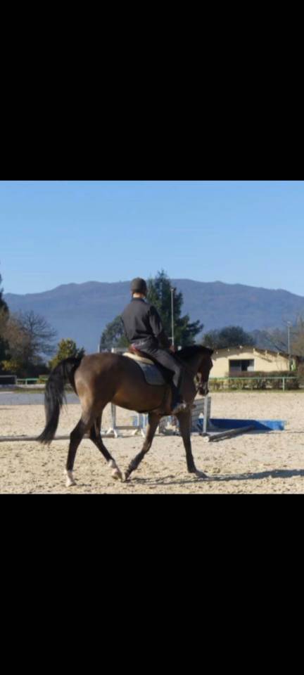 Potra de salto espectacular de 5 años 