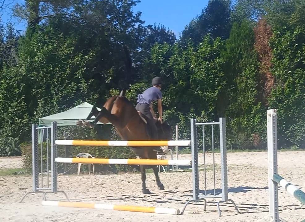 Potra de salto espectacular de 5 años 