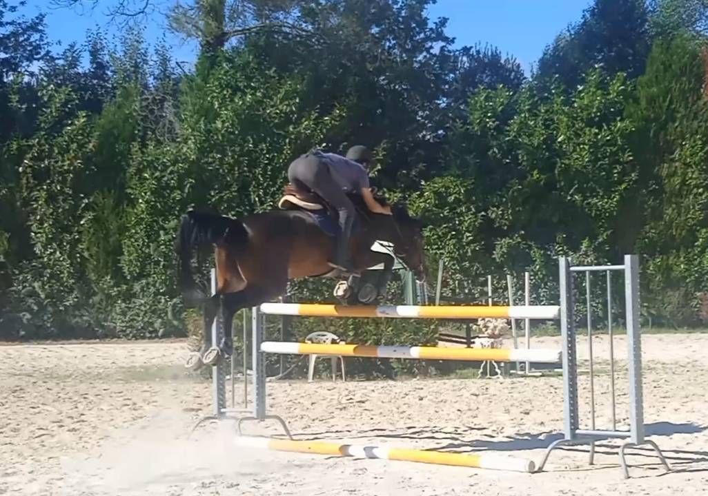 Potra de salto espectacular de 5 años 