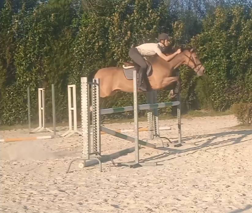 Caballo de Salto para alevín o amateur 