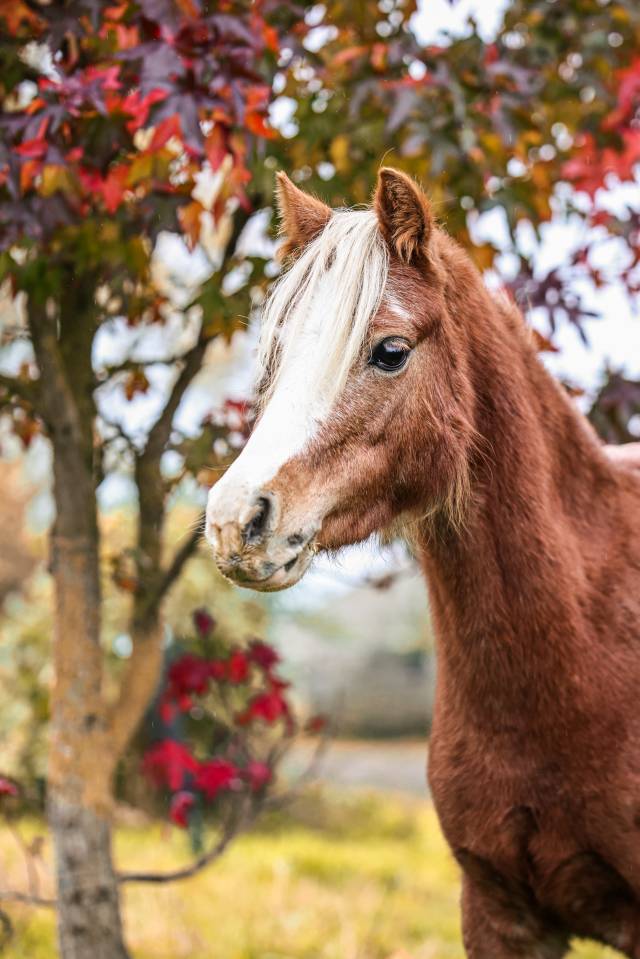 Yegua Welsh Poni (Sección A) En venta 2021 Pelo de vaca