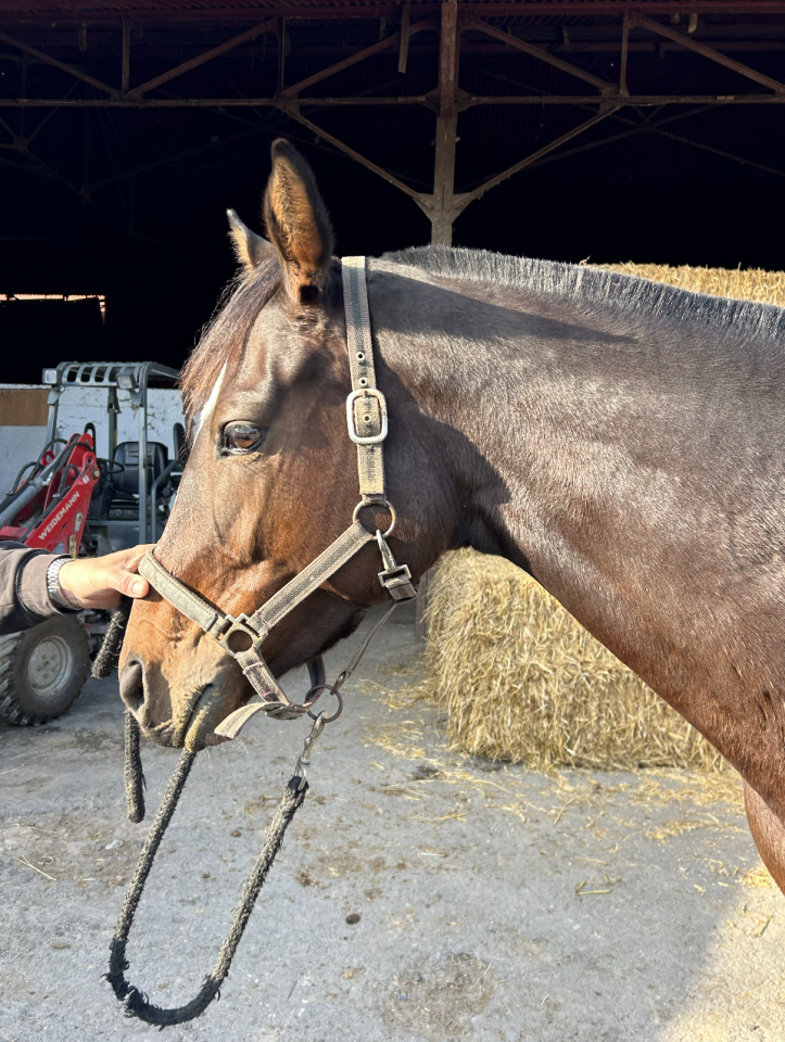 Yegua Pura Sangre Inglés En venta 2020 Bayo moreno