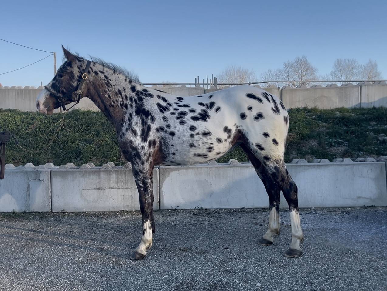 Yegua AES Anglo European Studbook En venta 2022 Appaloosa