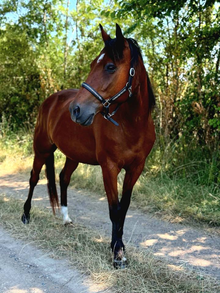 Caballo castrado Trotón Francés En venta 2011 Bayo