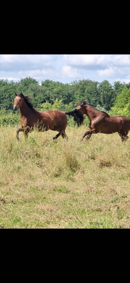 Caballo castrado Trotón Francés En venta 2011 Bayo