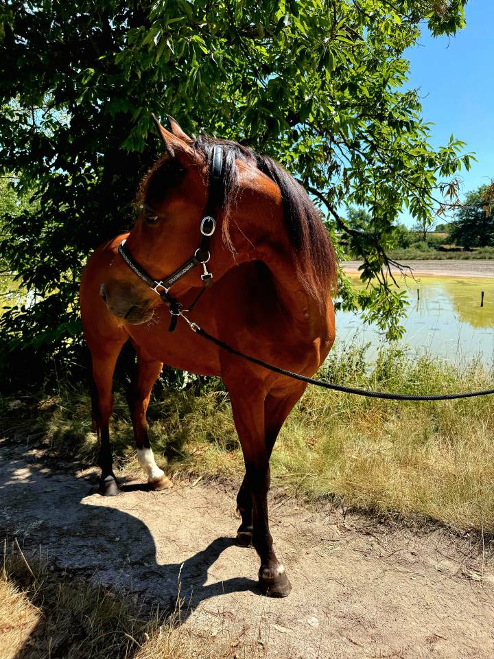 Caballo castrado Trotón Francés En venta 2011 Bayo