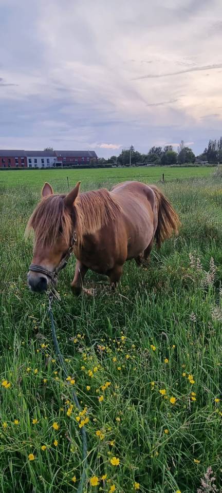 Yegua Origen No Constatado En venta 2019 Alazán