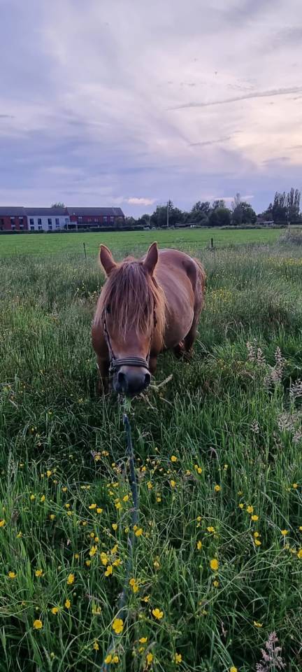 Yegua Origen No Constatado En venta 2019 Alazán