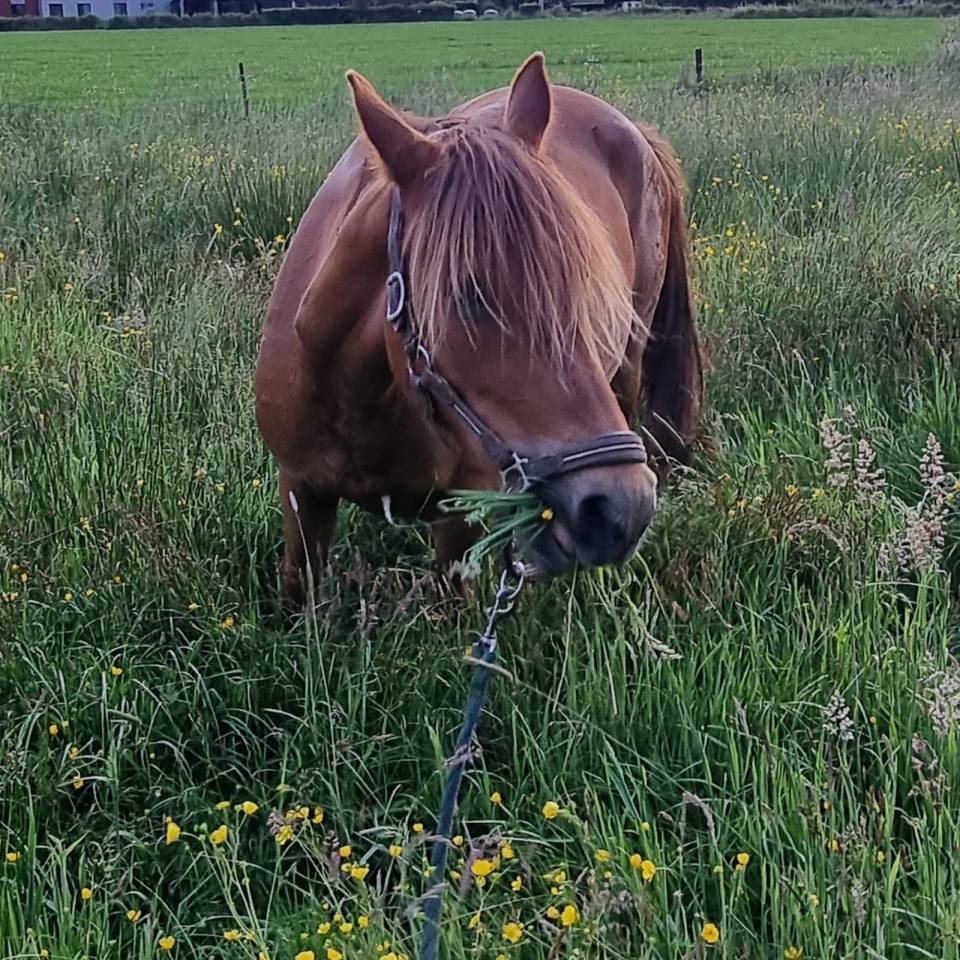 Yegua Origen No Constatado En venta 2019 Alazán