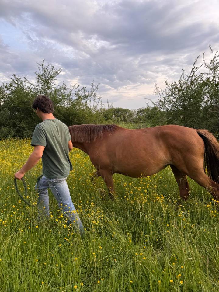 Yegua Origen No Constatado En venta 2019 Alazán