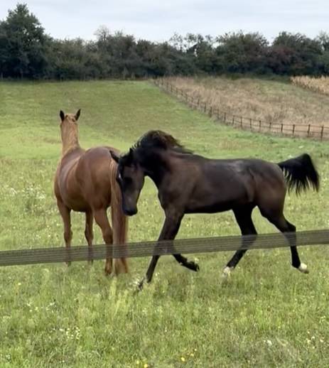 Caballo castrado Oldenburgués En venta 2024 Negro por Vpower