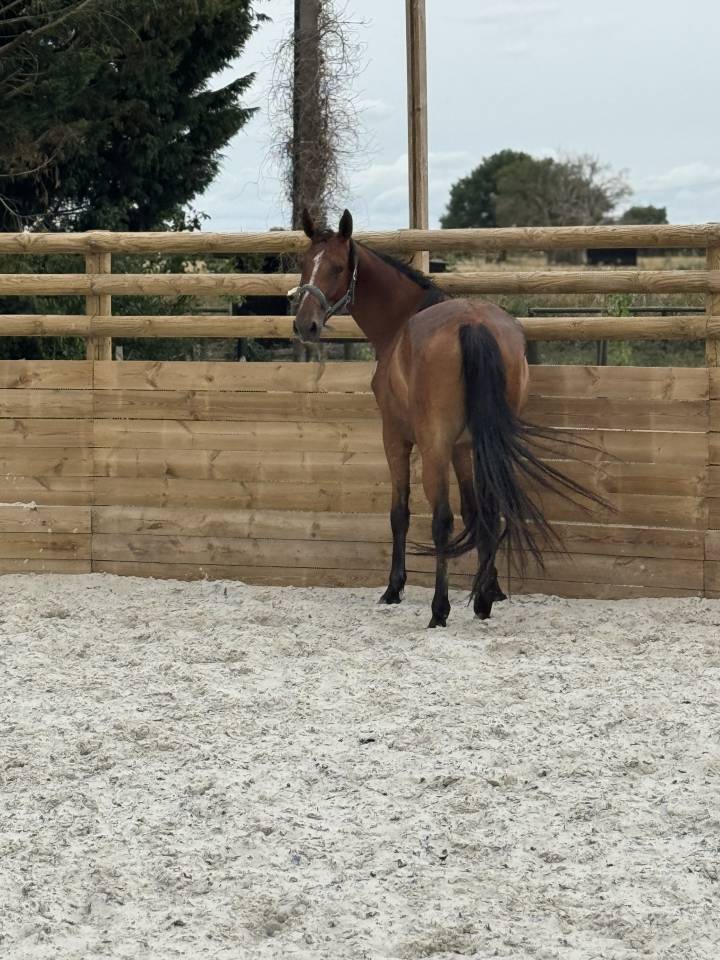 Yegua Silla Francés En venta 2022 Bayo por Stakkatol